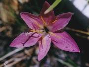 Zephyranthes grandiflora